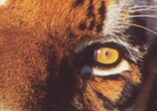 Tigervision General Showreel