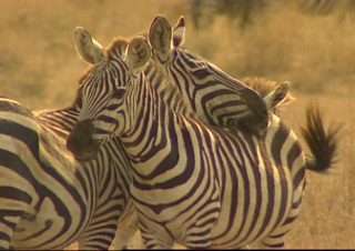 Serengeti Burning